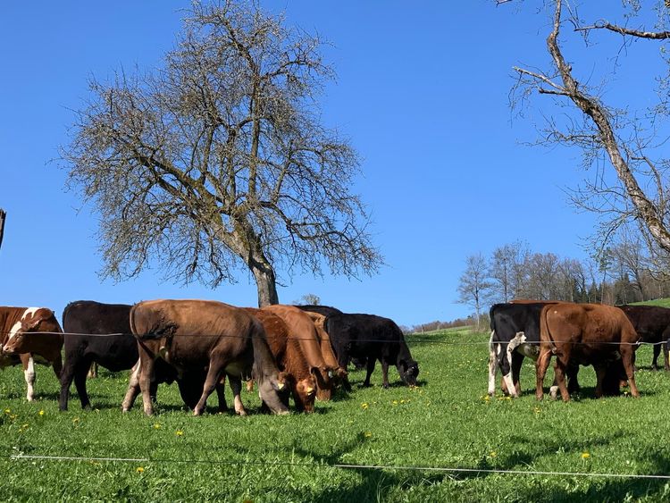 Institute for Agroecology – How can we create opportunities for sustainable agriculture through new distribution channels?